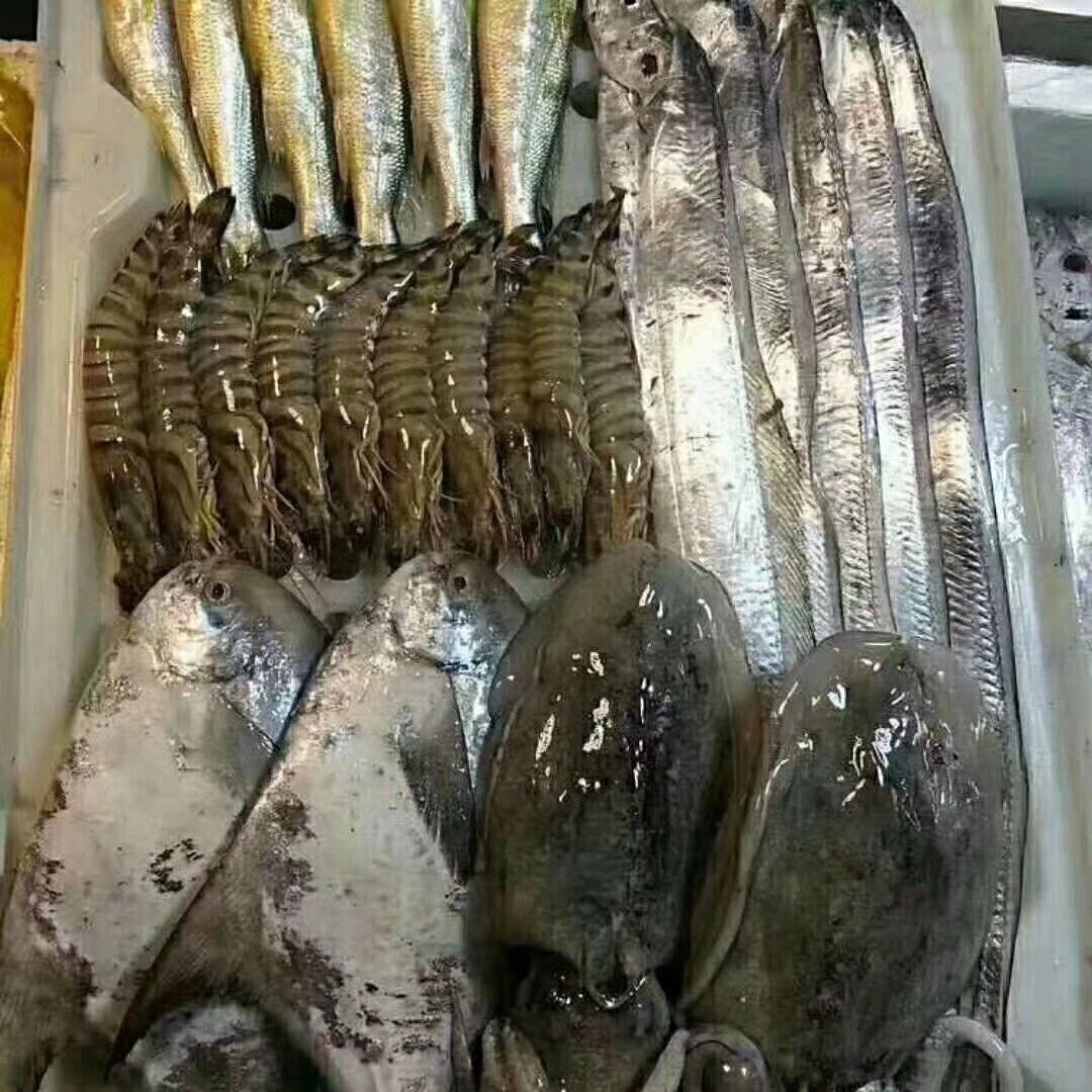 海釣魚-9 野生真鯛與深海石斑魚的鮮美之旅