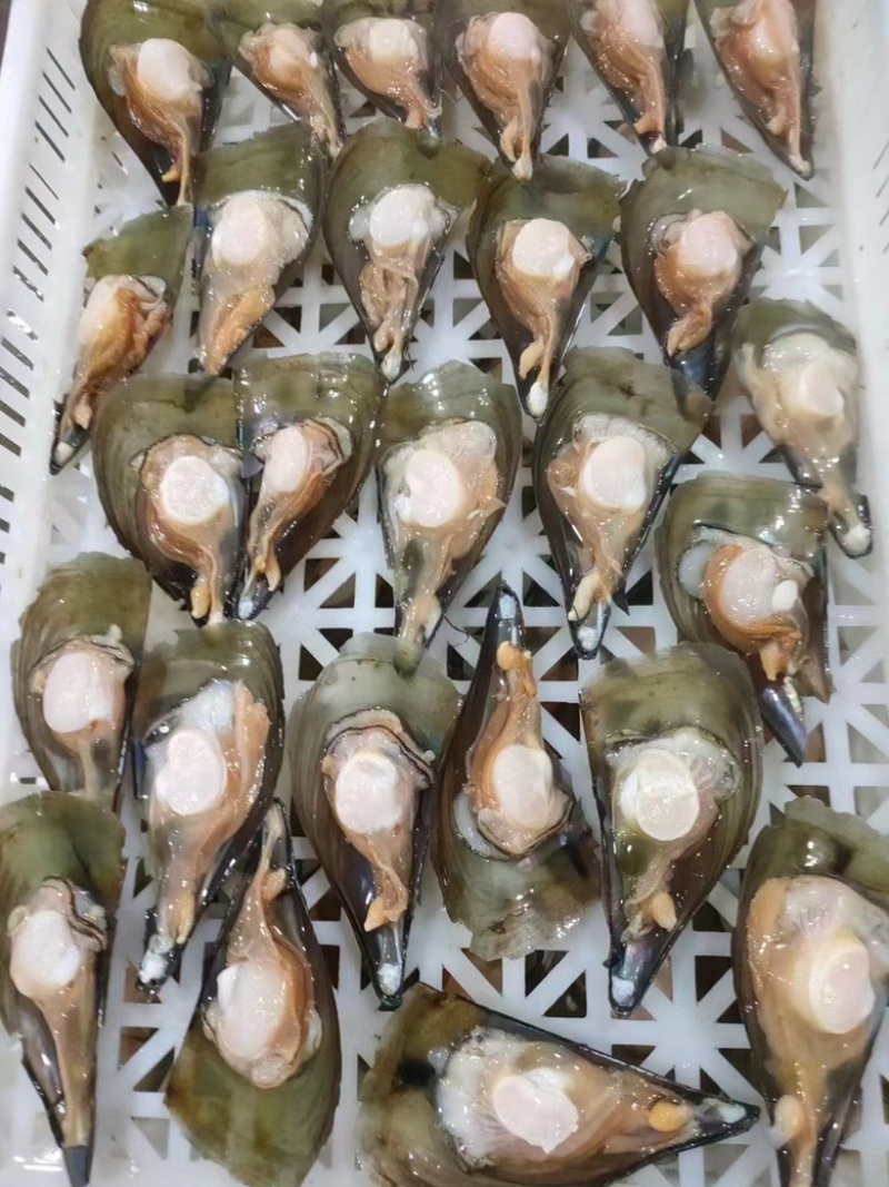 帶子批發(fā)品質(zhì)佳，鮮貝同享海珍美味的硬核探店指南