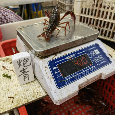 2021年10月鮮活蝦批發(fā)行情與炮青價(jià)格分析（深圳廣州直達(dá)）